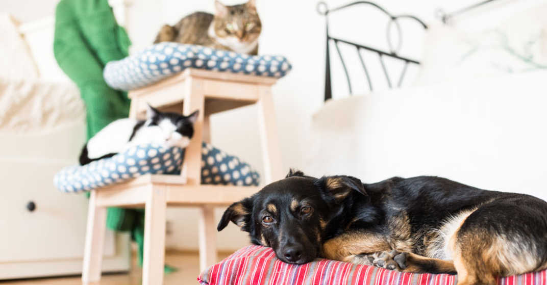 Haustiere in der Wohnung - Mietrecht: Faktencheck - wohnnet.at